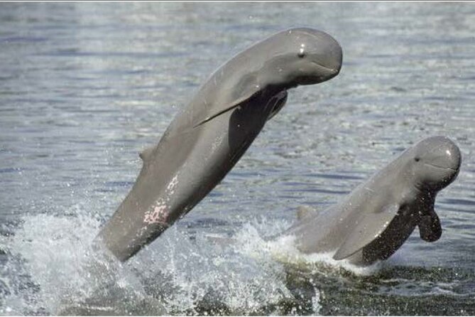 4 hours taking tuk tuk to see Mekong dolphins and countryside - Key points before you book