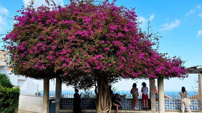 All Historical Lisbon Tuk Tuk Tour - Should you book this Lisbon tuk-tuk tour?