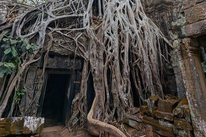 Angkor Wat Private Tuk-Tuk Tour (sunrise Option) & more - Ta Prohm and the power of roots and ruins