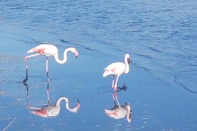 Apelisetta tuk tuk: 2 hours tour of Cagliari - Molentargius-Saline and the flamingo question