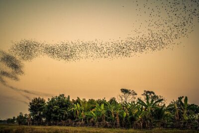 Battambang Tuk Tuk tour: Bambootrain, Killing & Bat Caves,Sunset