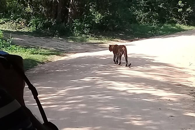 Bentota Tuk Tuk Safari - What the $53.40 Price Gets You
