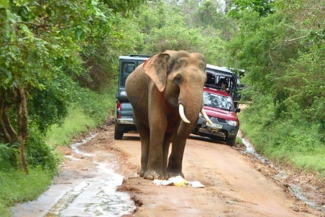 Bentota Tuk Tuk Safari - Who Will Like This Bentota Safari