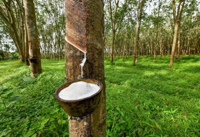 Ella: Tuk Tuk Tour to Diyaluma and Secret Waterfalls - What the $52 price really covers