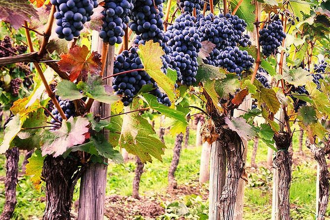 Exclusive Private Tuk-Tuk Tour: Visit to a Sardinian Winery - What to Clarify Before Departure