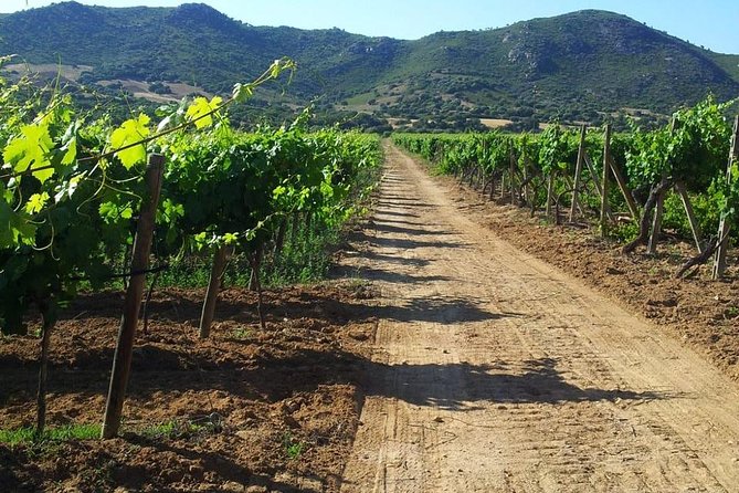 Exclusive Private Tuk-Tuk Tour: Visit to a Sardinian Winery - Who Will Enjoy This Olbia Wine Tour?
