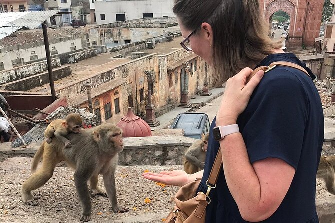 Explore Jaipur in a Tuk Tuk - Galta Ji and the Monkey Temple