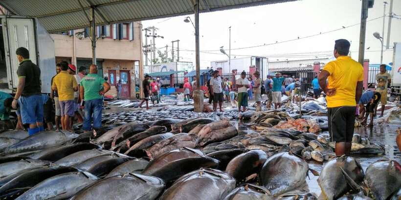 From Colombo: Negombo Fishing Village Tour by Tuk-Tuk - Key points to know before you book