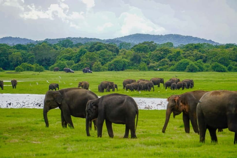 From Dambulla, Sigiriya: Polonnaruwa Tuk Tuk Day Tour - Who will enjoy this day most?