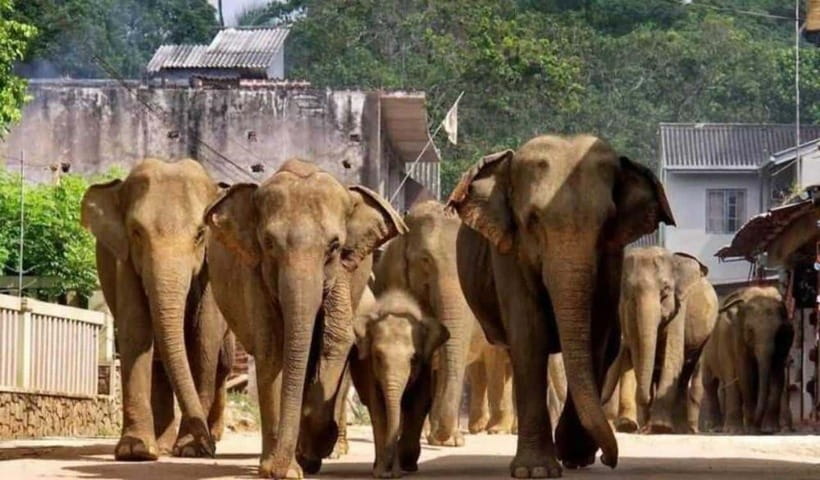 From Kandy: Kandy To Pinnawala Day Tour by Tuk Tuk - The Elephant Day Begins Outside Kandy