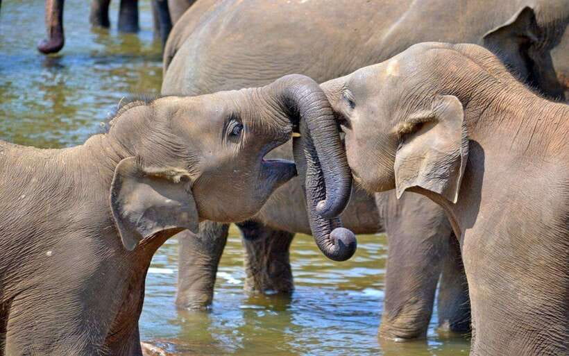 From Kandy: Kandy To Pinnawala Day Tour by Tuk Tuk - Pinnawala and the Question of Elephant Tourism