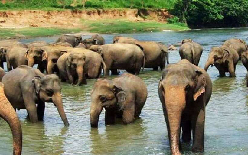 From Kandy: Kandy To Pinnawala Day Tour by Tuk Tuk - What the $42 Price Really Covers