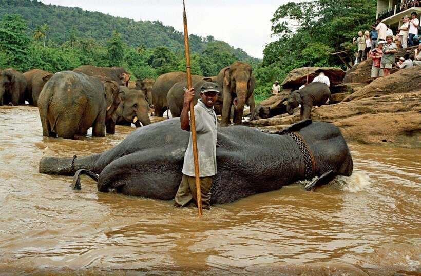 From Kandy: Kandy To Pinnawala Day Tour by Tuk Tuk - Practical Details Before You Go