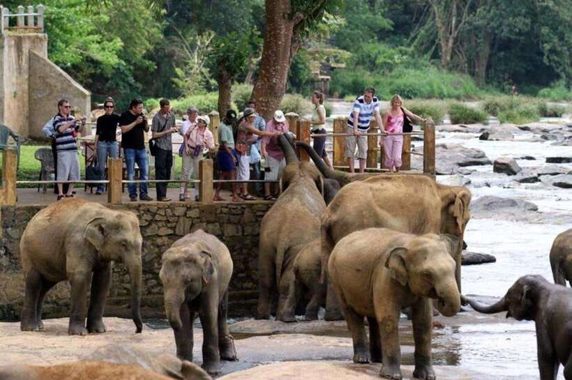 From Kandy: Kandy To Pinnawala Day Tour by Tuk Tuk - A Short Look at Peradeniya’s Botanical Gardens