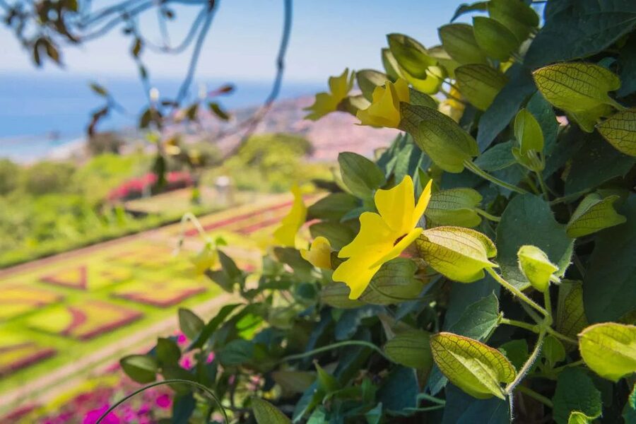 Funchal: Botanical Garden and Old Town Private Tuk-Tuk Tour - Price, group size, and practical value