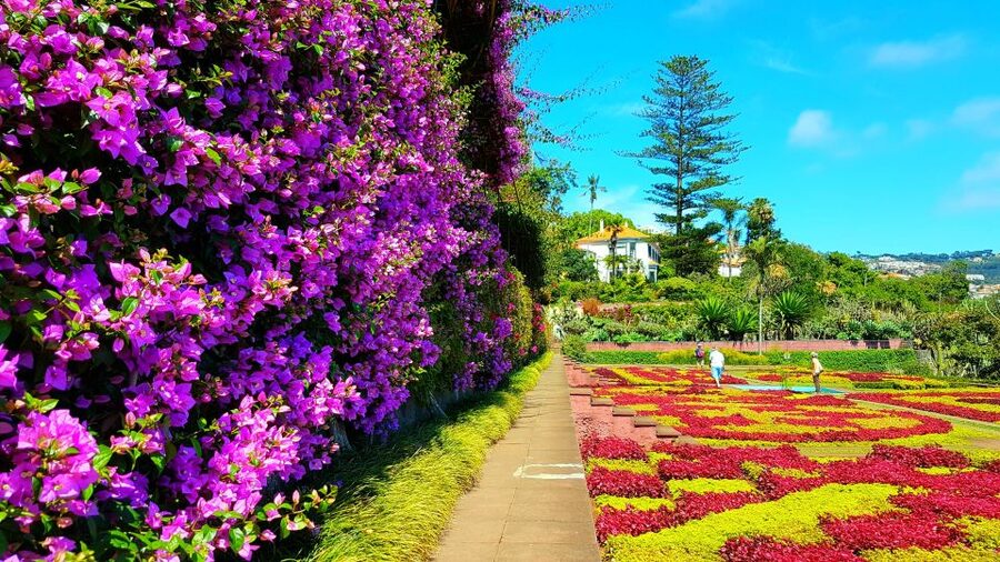 Funchal: Madeira Botanical Garden Tuk-Tuk Tour + Old Town - The ride from your hotel to the Botanical Garden
