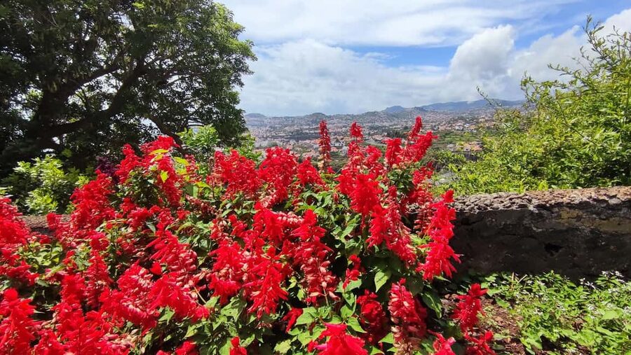 Funchal: Madeira Botanical Garden Tuk-Tuk Tour + Old Town - One hour among Madeira’s plants