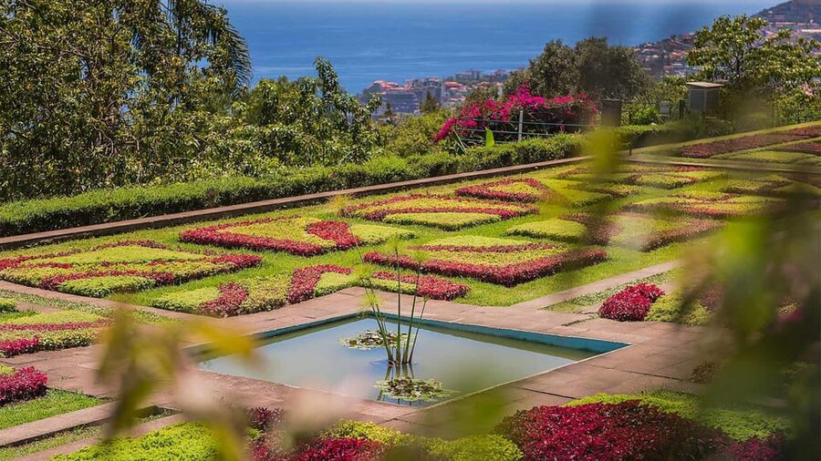 Guided Tuk-Tuk Tour to Botanical Garden (From Funchal) - What the driver adds to the experience