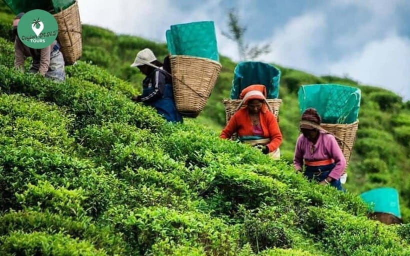 Kandy: Nuwara Eliya Day Explore by Tuk tuk with Local Guide - Why this Kandy to Nuwara Eliya day works