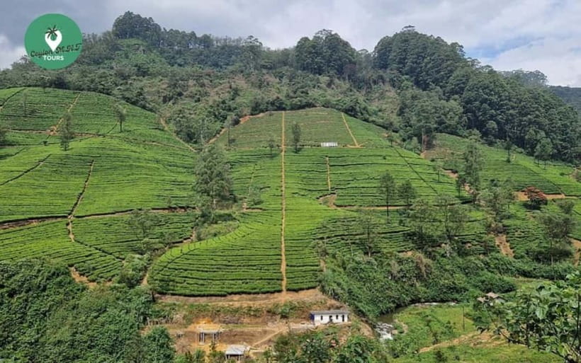 Kandy: Nuwara Eliya Day Explore by Tuk tuk with Local Guide - Inside a Ceylon tea factory