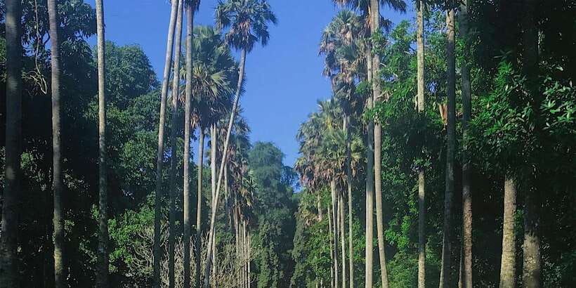 Kandy: Private Guided City Tours by Tuk Tuk Sightseeing Tour - Seeing Kandy woodcraft in action