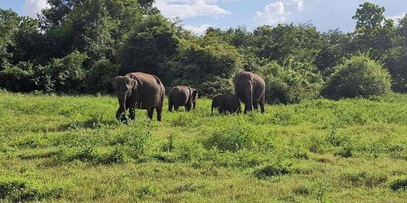 Kandy: Sigiriya, Dambulla & Wildlife Safari Private Tour - Why this Kandy day trip works