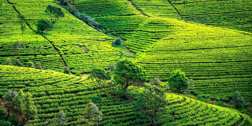 Kandy To Nuwara Eliya Day Tour By Tuk Tuk Sri lanka - Gregory Lake and the town’s open-air side