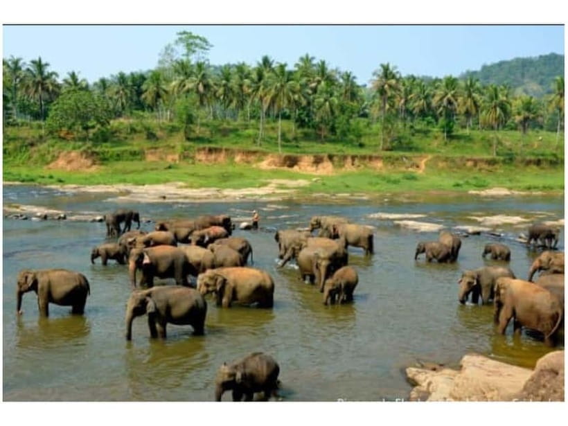 Kandy to Pinnawala Day Tour By Local Tuk Tuk Expedition - Key points to know before booking