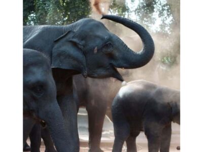 Kandy to Pinnawala Orphanage and Ambuluwawa TukTuk Day Tour