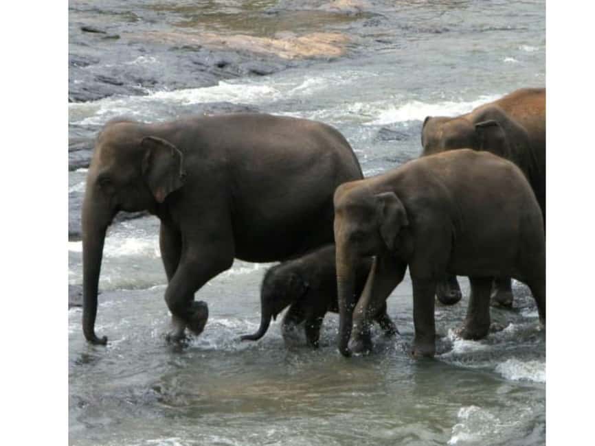 Kandy to Pinnawala Orphanage and Ambuluwawa TukTuk Day Tour - Peradeniya Botanical Garden and the Mahaweli River