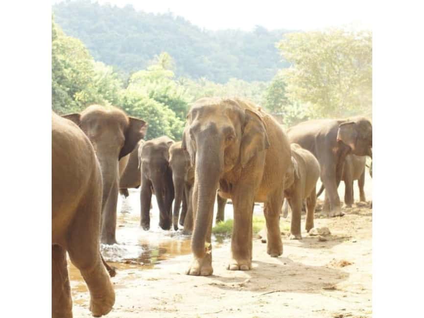 Kandy to Pinnawala Orphanage and Ambuluwawa TukTuk Day Tour - Temples, viewpoints, and Kandy culture