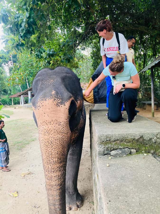 Kandy: Tuk Tuk Adventure with Pinnawala & Ambuluwawa Tower - Two Hours at Royal Botanic Gardens, Peradeniya