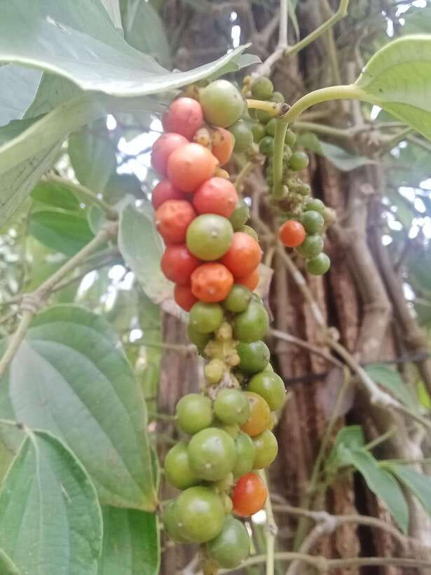 Kep town: Local tuk tuk to Countryside & Pepper farm - Key points at a glance