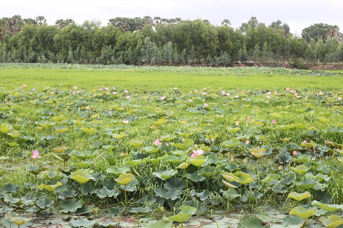 Killing Field & Paddy Rice Fields Tuk Tuk Adventure - Who should book this countryside ride