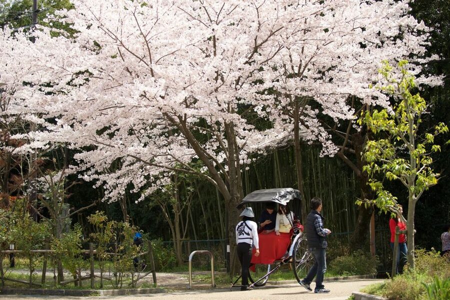 Kyoto: Arashiyama Customized Rickshaw Tour & Bamboo Forest - Longer rides reach Rakushisya and Nison-in