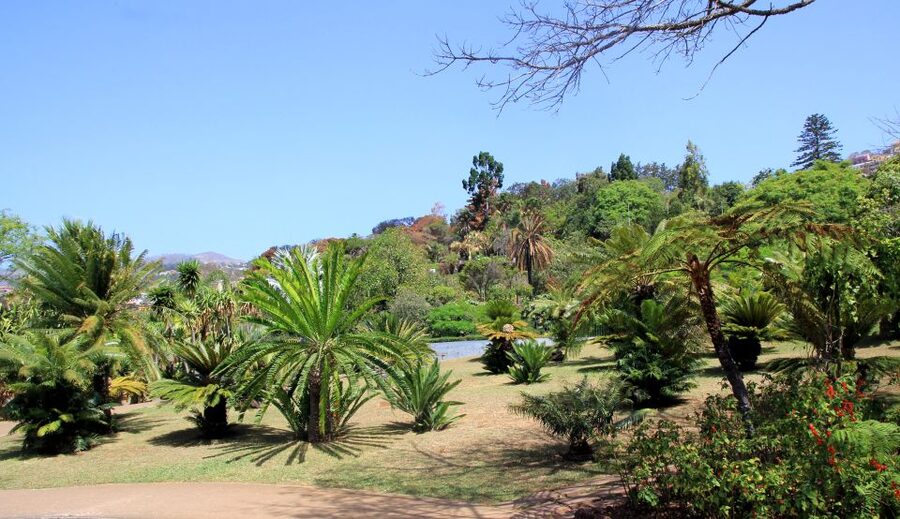 Madeira: Botanical Garden in a Tuk-Tuk Tour - What the garden visit feels like in practice