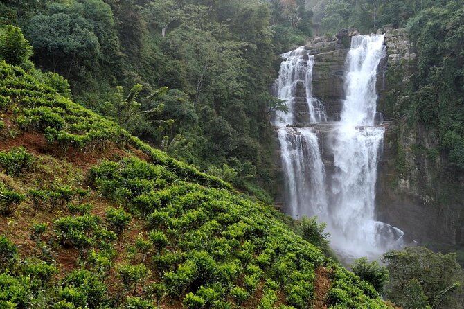 Mr.TukTuk Nuwara Eliya - Damro Labookellie: seeing tea beyond the postcard