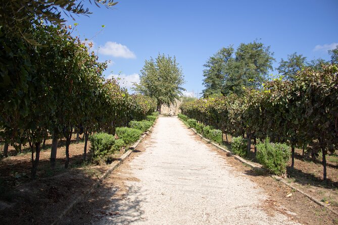 Naples Tuk Tuk Experience Views and Vineyards - Parco Virgiliano, the tour’s widest panorama