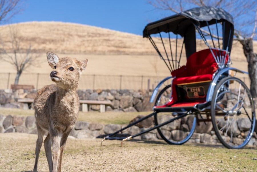 Nara: Cultural Heritage Tour by Rickshaw - The 130-minute tour for Buddhist statue lovers