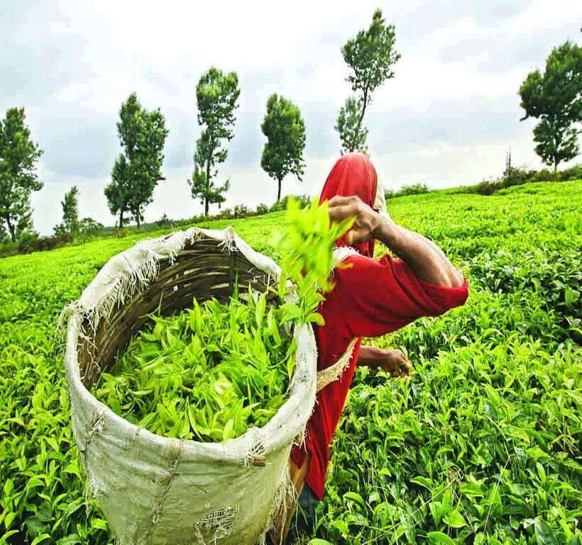 Nuwara Eliya: Tea Factory and Pickle Waterfalls Tuk Tuk Tour - Key points to know before booking