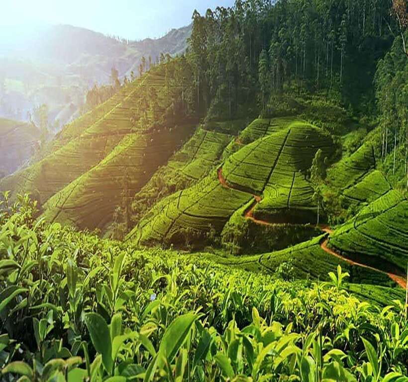 Nuwara Eliya: Tea Factory and Pickle Waterfalls Tuk Tuk Tour - Blue Field Tea Factory offers a second look