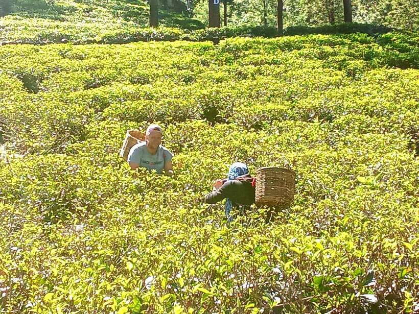 Nuwara Eliya: Tea Factory and Pickle Waterfalls Tuk Tuk Tour - Puna Ella brings a quieter finish