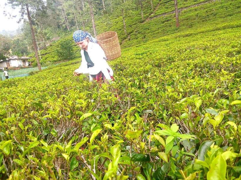 Nuwara Eliya: Tea Factory and Pickle Waterfalls Tuk Tuk Tour - Who should book this experience