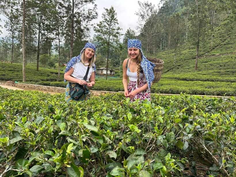 Nuwara Eliya Tuk-Tuk Tour Tea Picking,Tasting &Ramboda Falls - Tea tasting, from a quick cup to nine varieties