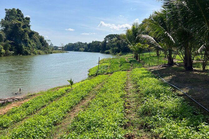 Private Half-Day Tuk Tuk Tour in Battambang - The Bamboo Train and the rice fields