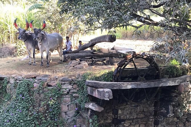 Private Udaipur Village Tour by Tuk-Tuk or by Car - Who should book this Udaipur countryside tour