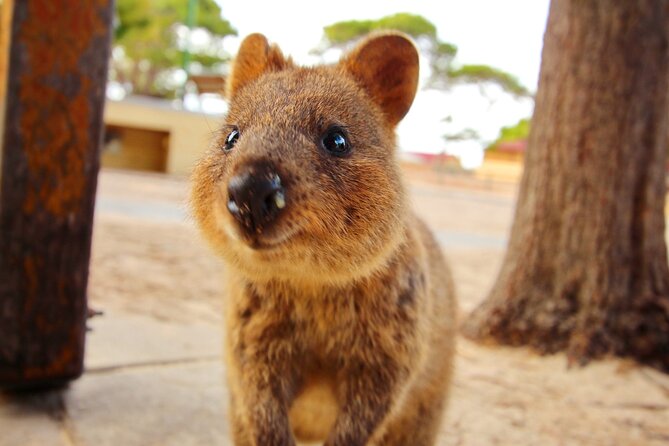 Rottnest Island 90-minute E-Rickshaw Adventure with Tour Guide - Little Salmon Bay for calm water and family appeal