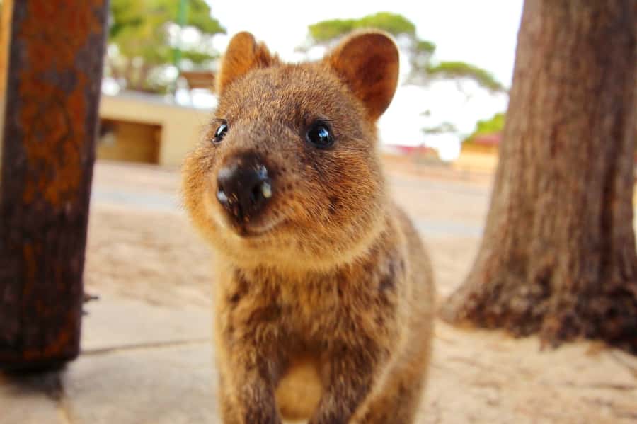 Rottnest Island - E-Rickshaw Tour with private guide - Key points to know before you book