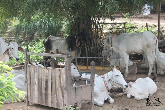 Silk Island & countryside of Phnom Penh by Tuk Tuk - Duration, price, and overall value