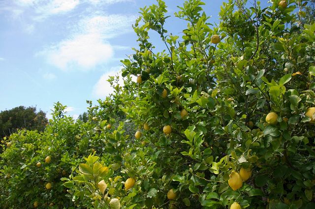 Sorrento farm by tuk tuk: pizza,limocello and cheese tasting - The olive mill and lemon welcome